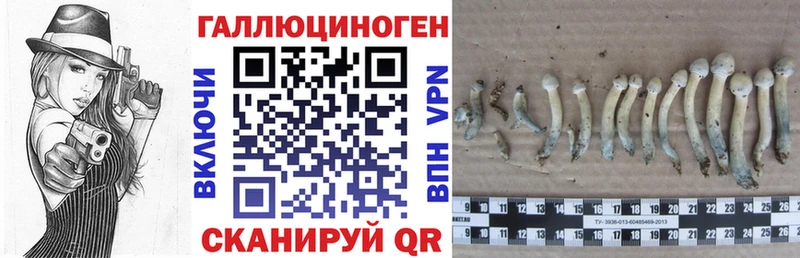 Галлюциногенные грибы Psilocybine cubensis  Владивосток 